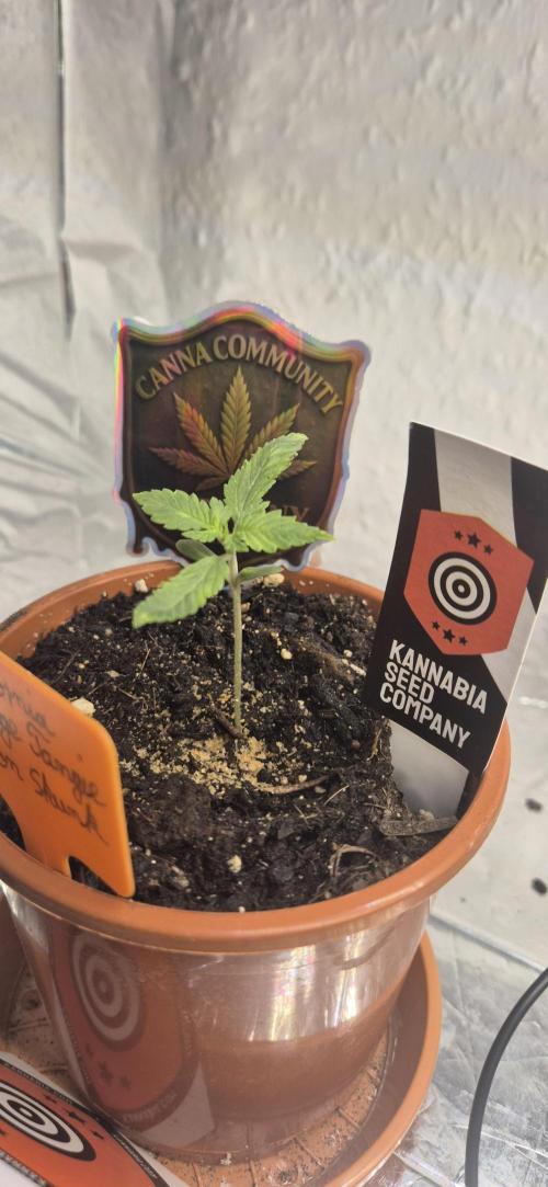 Testbericht. Week 2 - 2 Woche