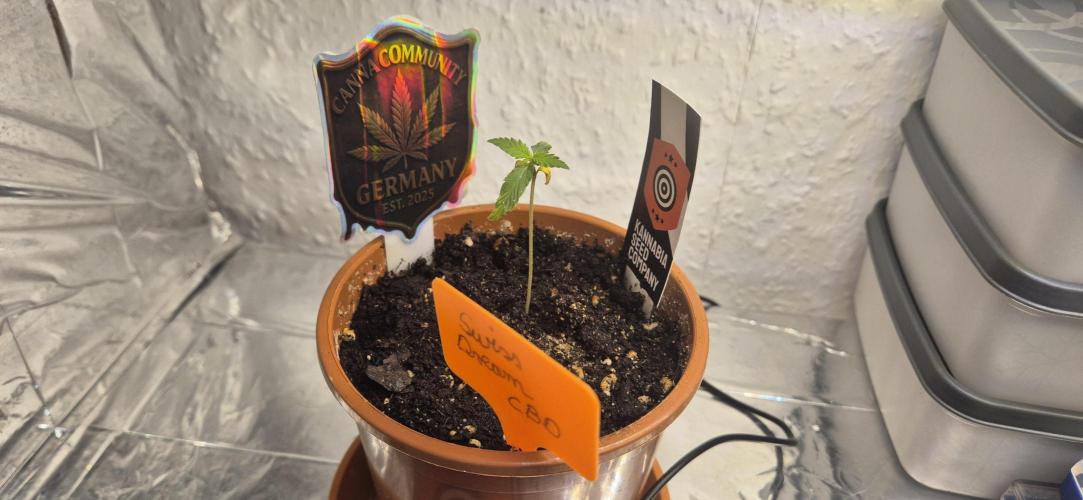 Testbericht. Week 2 - 2 Woche