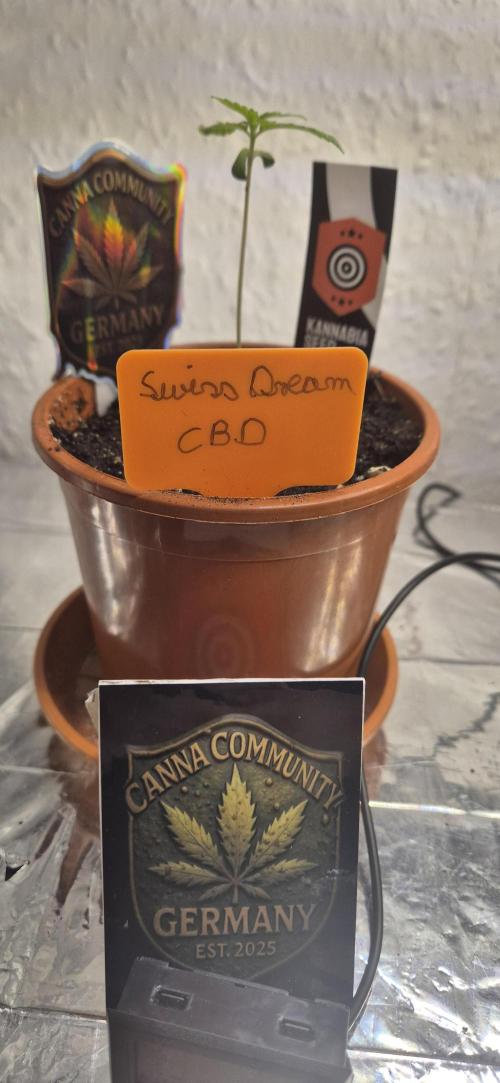 Testbericht. Week 2 - 2 Woche 