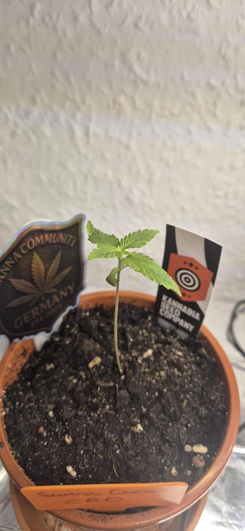 Testbericht. Week 2 - 2 Woche