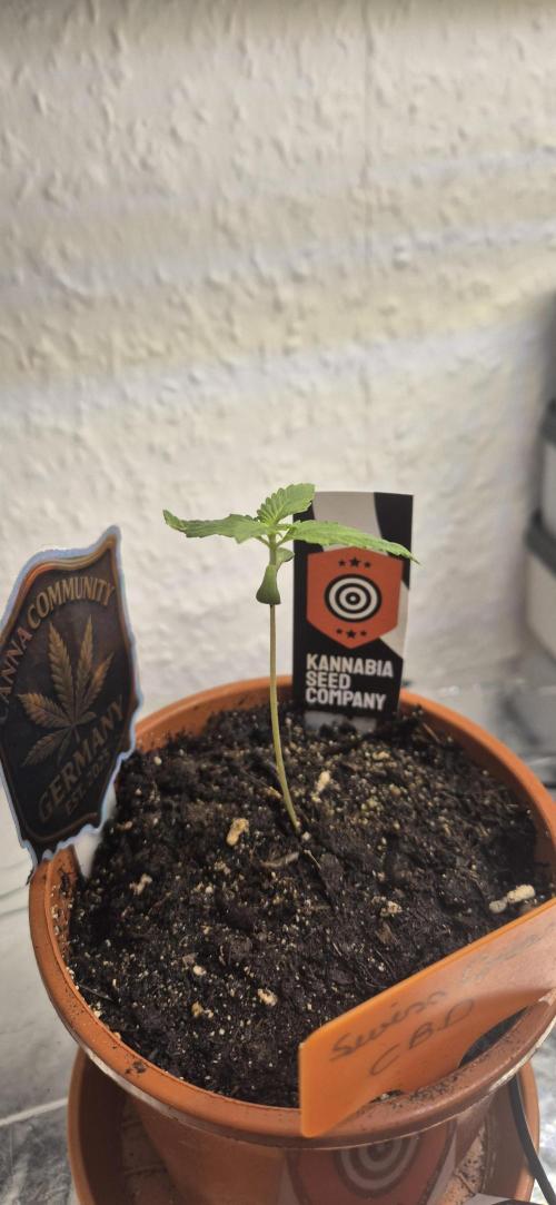 Testbericht. Week 2 - 2 Woche