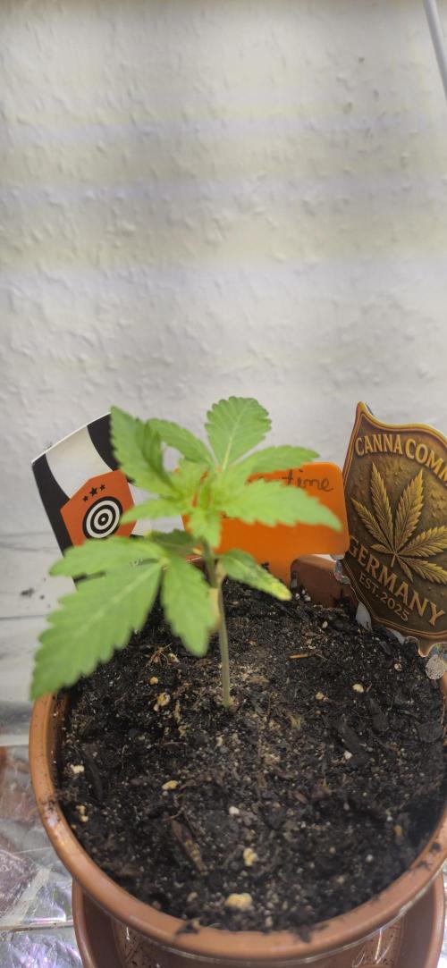 Testbericht. Week 3 - 3 Woche 