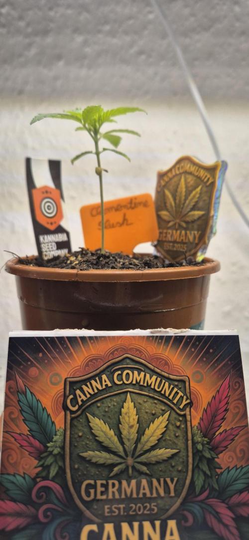 Testbericht. Week 3 - 3 Woche 