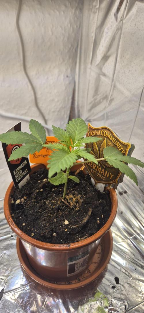 Testbericht. Week 3 - 3 Woche 