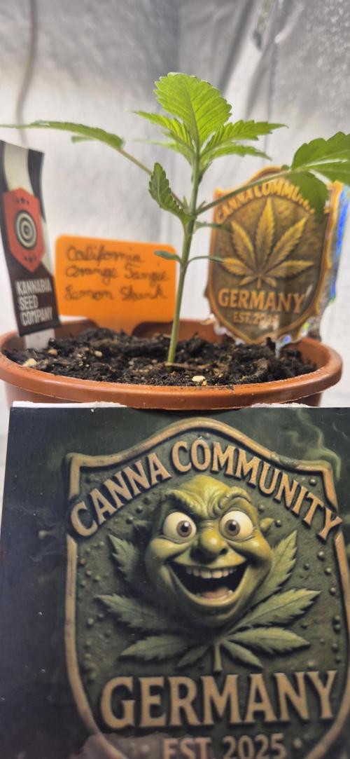 Testbericht. Week 3 - 3 Woche