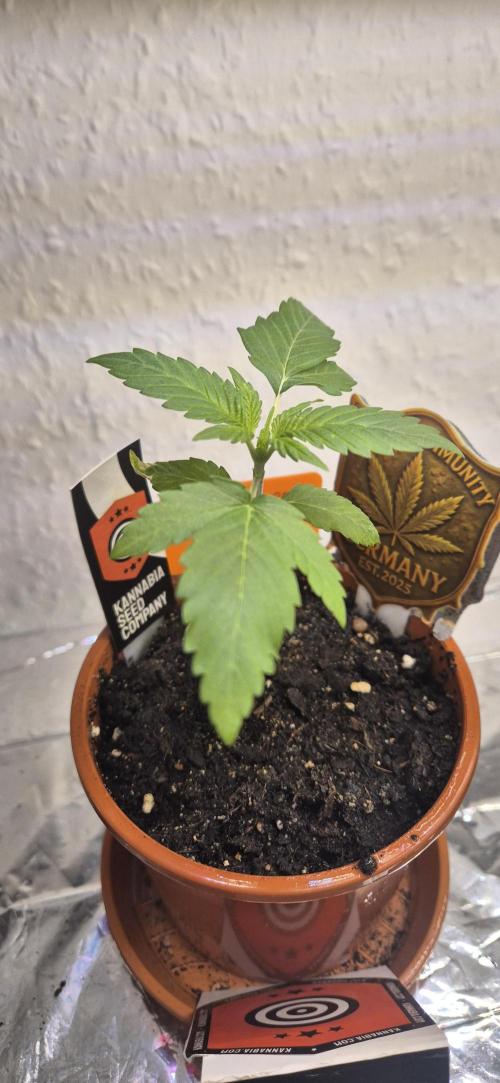 Testbericht. Week 3 - 3 Woche