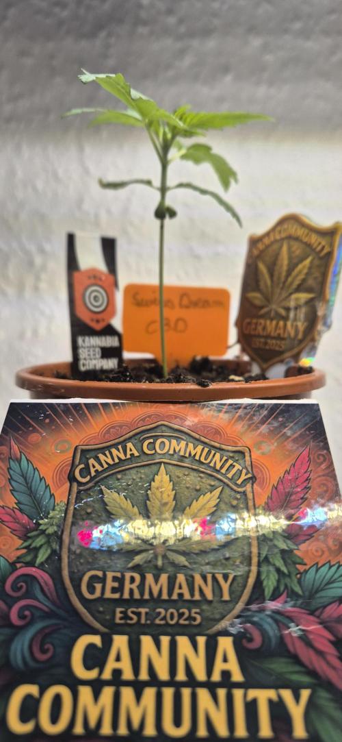 Testbericht. Week 3 - 3 Woche