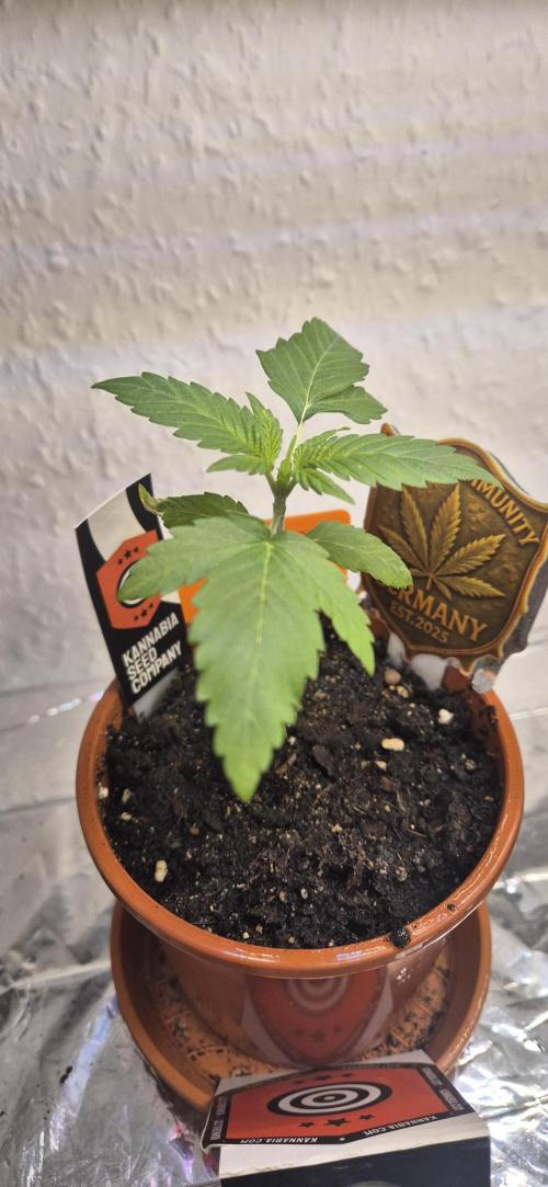 Testbericht. Week 3 - 3 Woche