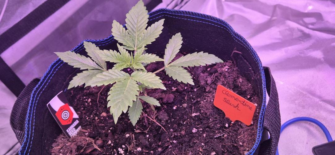 Testbericht. Week 4 - Woche 4