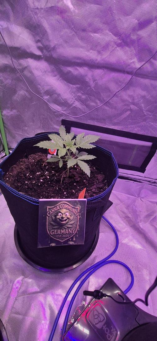 Testbericht. Week 4 - Woche 4