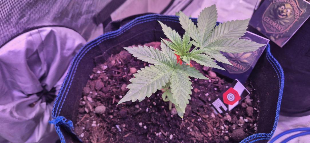 Testbericht. Week 4 - Woche 4