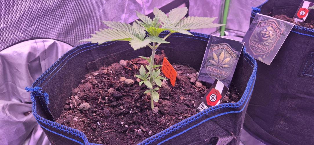 Testbericht. Week 4 - Woche 4