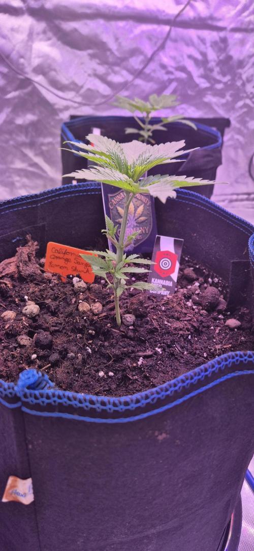 Testbericht. Week 4 - Woche 4