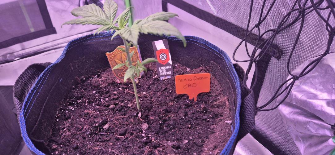 Testbericht. Week 4 - Woche 4