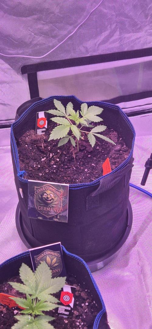 Testbericht. Week 4 - Woche 4