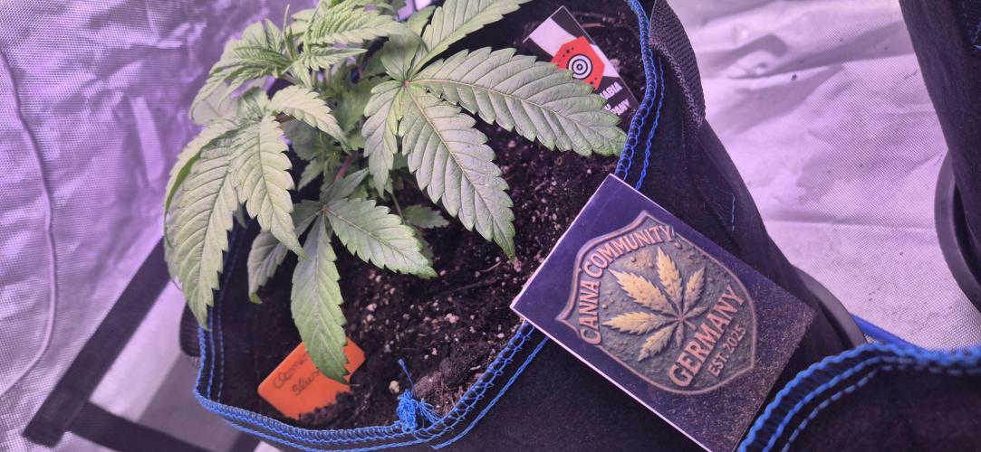 Testbericht. Week 5 - 5 Woche 