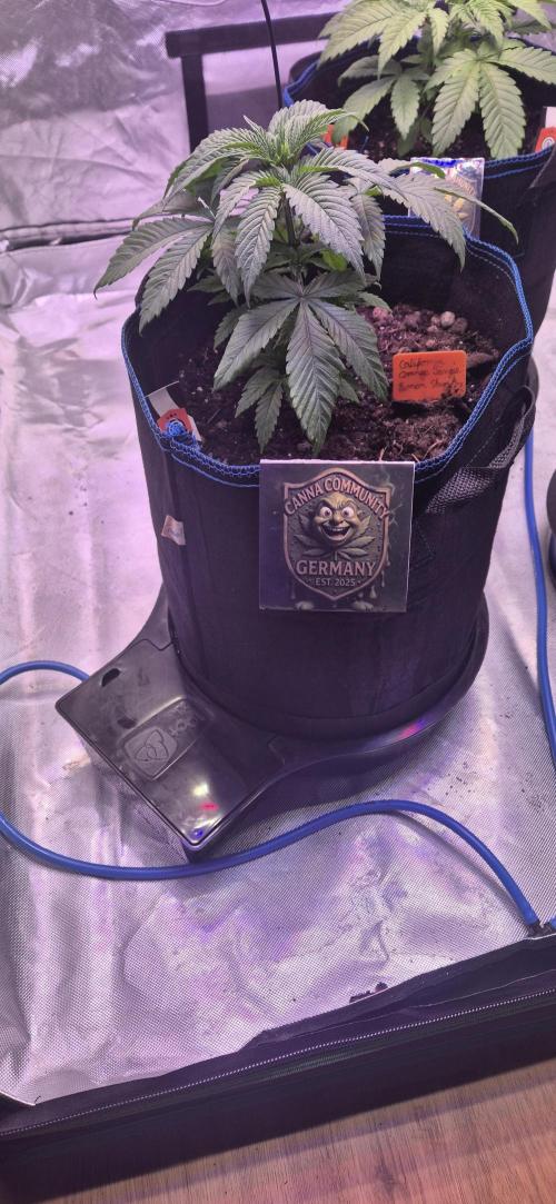 Testbericht. Week 5 - 5 Woche