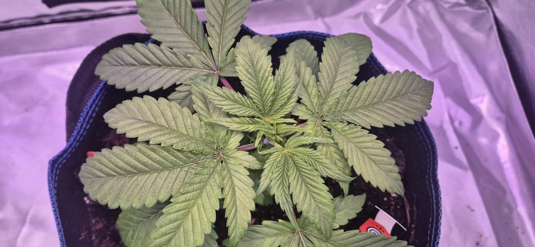 Testbericht. Week 5 - 5 Woche 