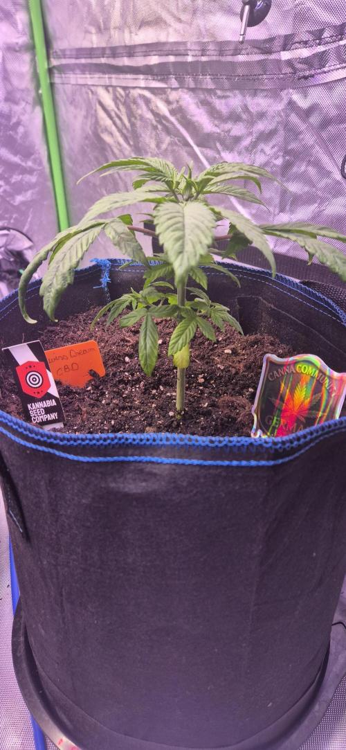 Testbericht. Week 5 - 5 Woche 