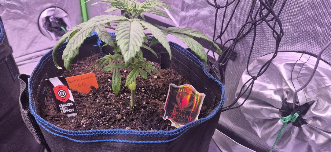 Testbericht. Week 5 - 5 Woche 