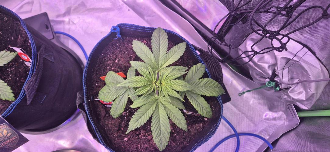 Testbericht. Week 5 - 5 Woche 