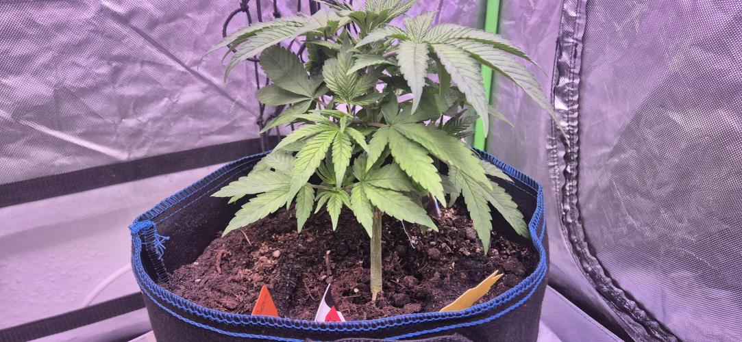 Testbericht. Week 6 - Woche 6