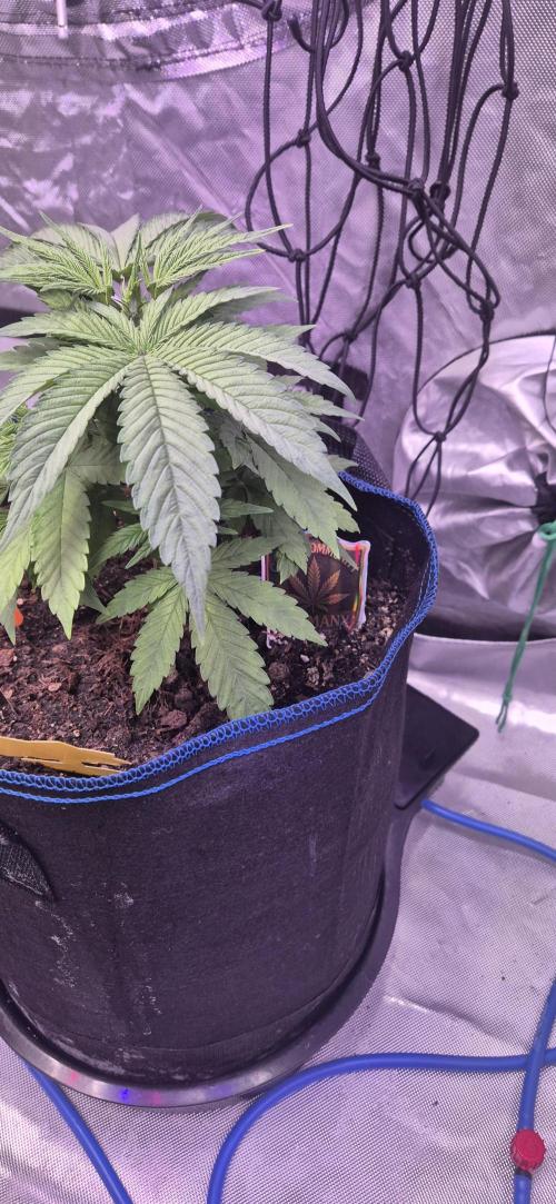 Testbericht. Week 6 - Woche 6