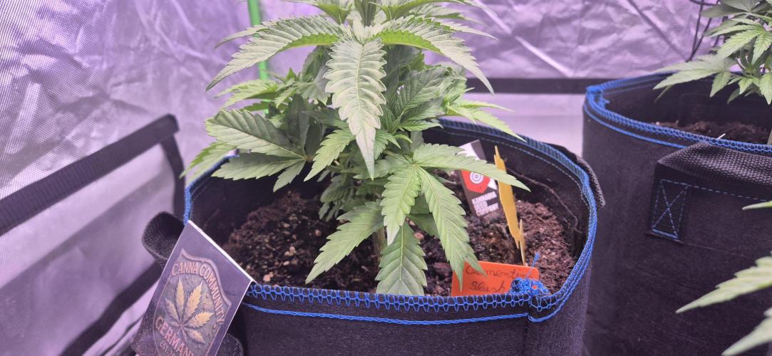 Testbericht. Week 6 - Woche 6