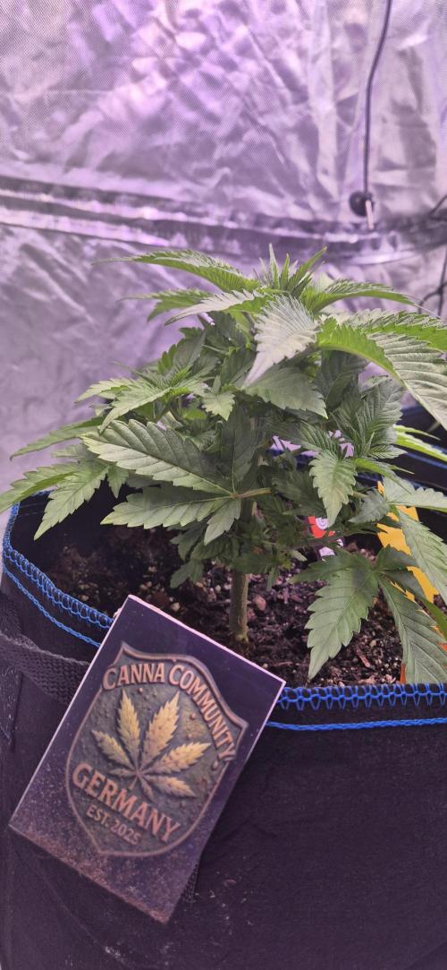 Testbericht. Week 6 - Woche 6