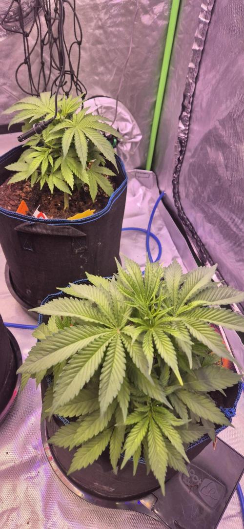 Testbericht. Week 6 - Woche 6