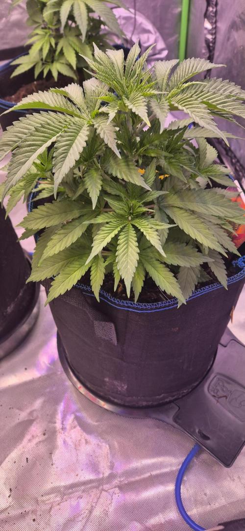 Testbericht. Week 6 - Woche &