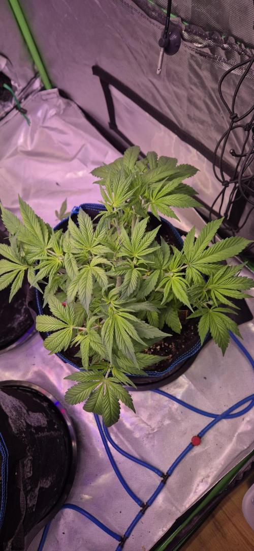 Testbericht. Week 7 - Woche 7