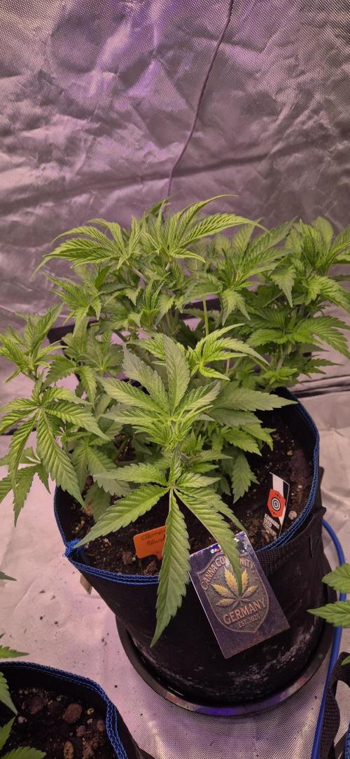 Testbericht. Week 7 - Woche 7