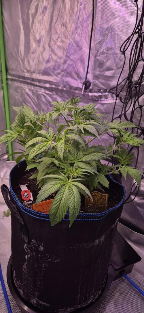 Testbericht. Week 7 - Woche 7