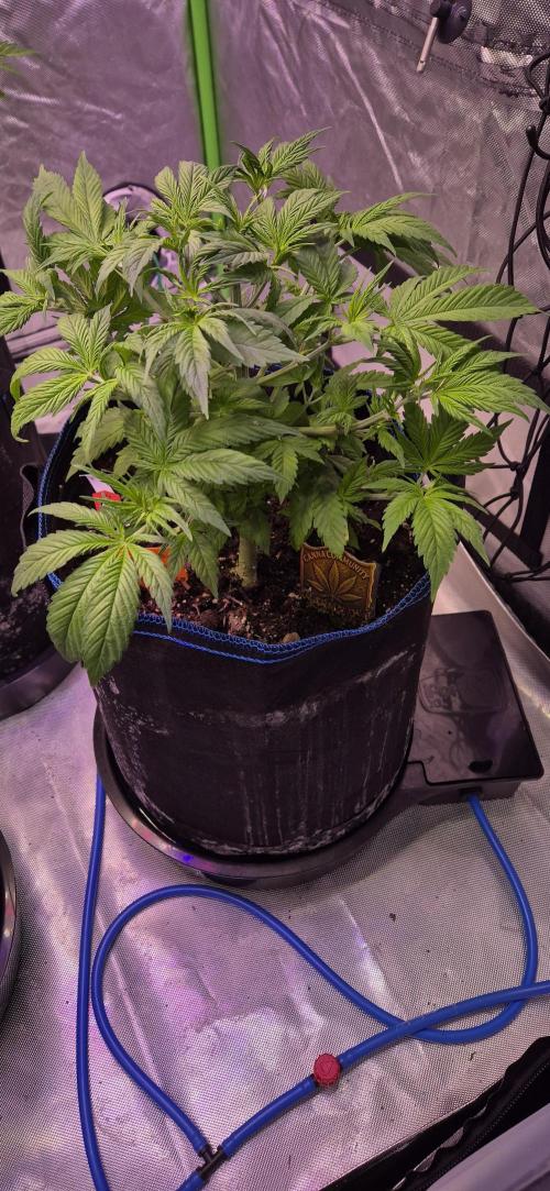 Testbericht. Week 7 - Woche 7