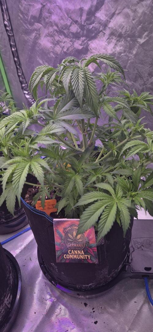 Testbericht. Week 7 - Woche 7