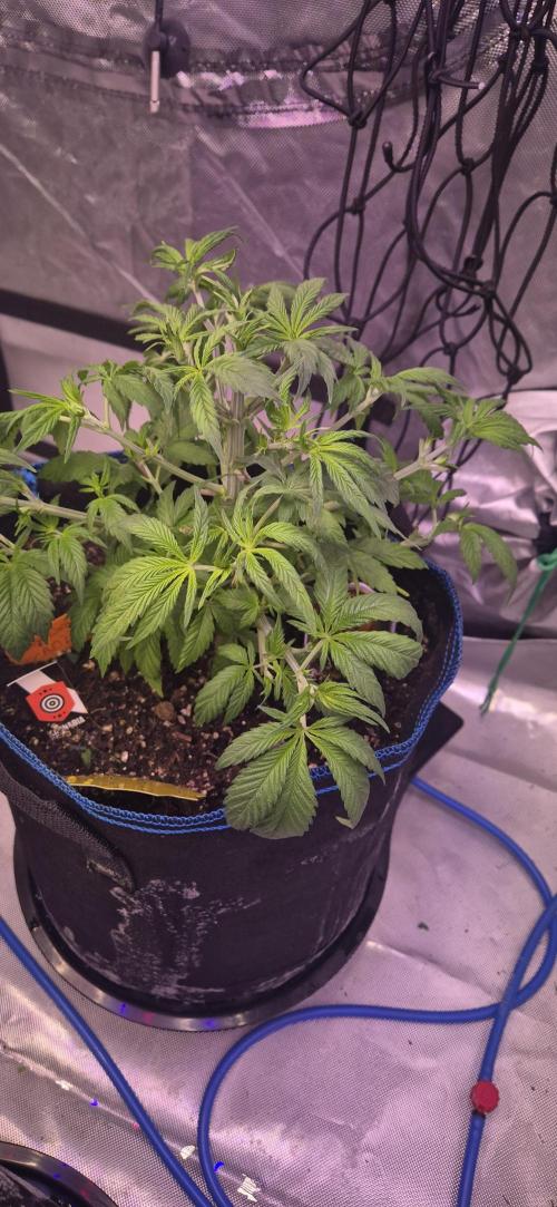 Testbericht. Week 7 - Woche 7