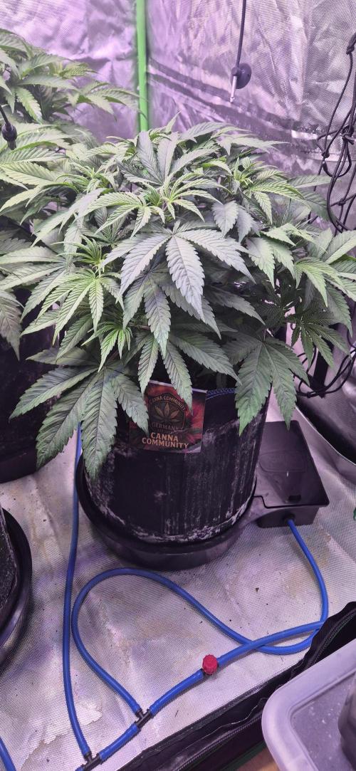 Testbericht. Week 8 - Woche 8