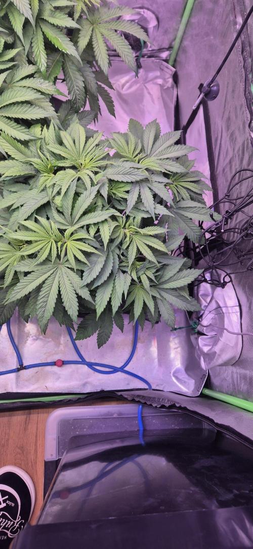 Testbericht. Week 8 - Woche 8