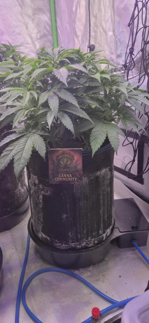 Testbericht. Week 8 - Woche 8