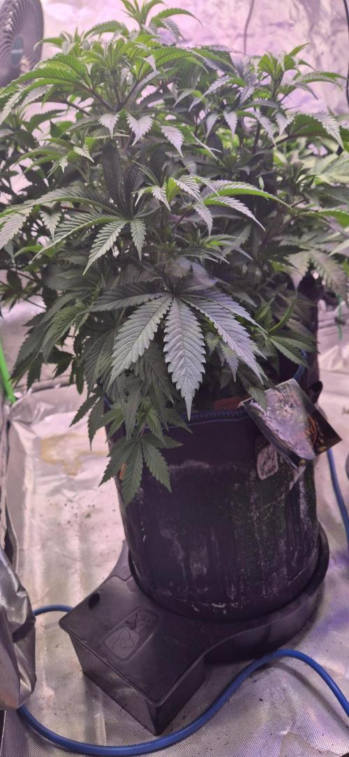 Testbericht. Week 8 - Woche 8