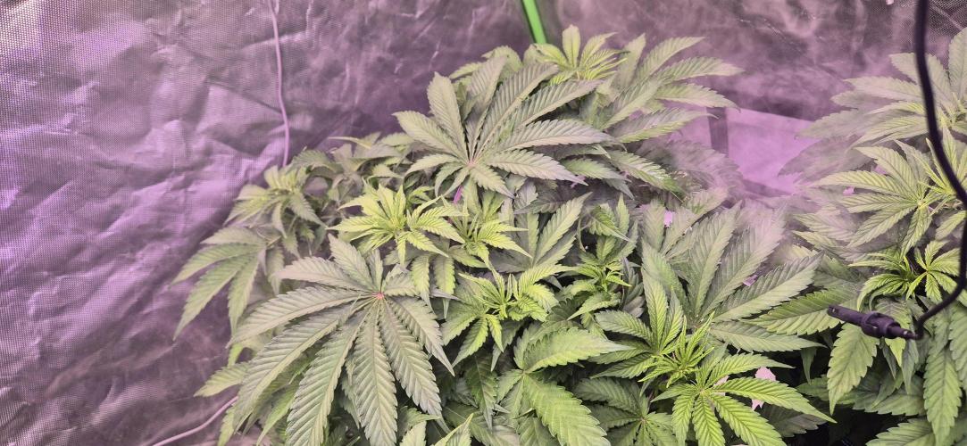 Testbericht. Week 8 - Woche 8