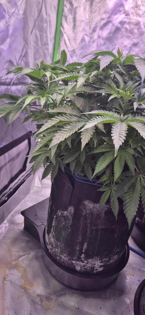 Testbericht. Week 8 - Woche 8