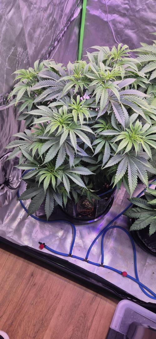 Testbericht. Week 8 - Woche 8