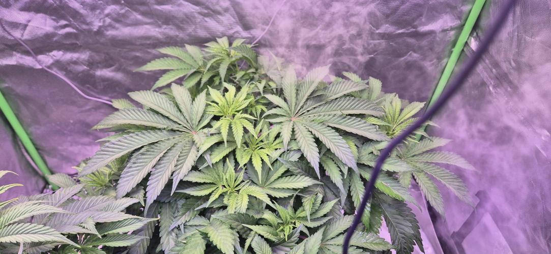 Testbericht. Week 8 - Woche 8