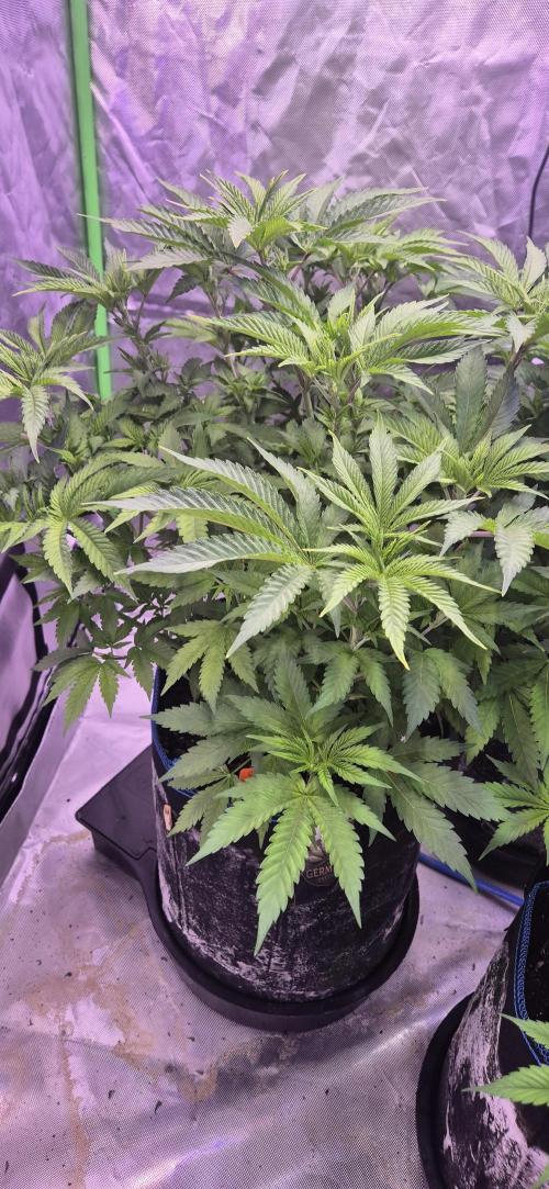 Clementine Slush. Week 9