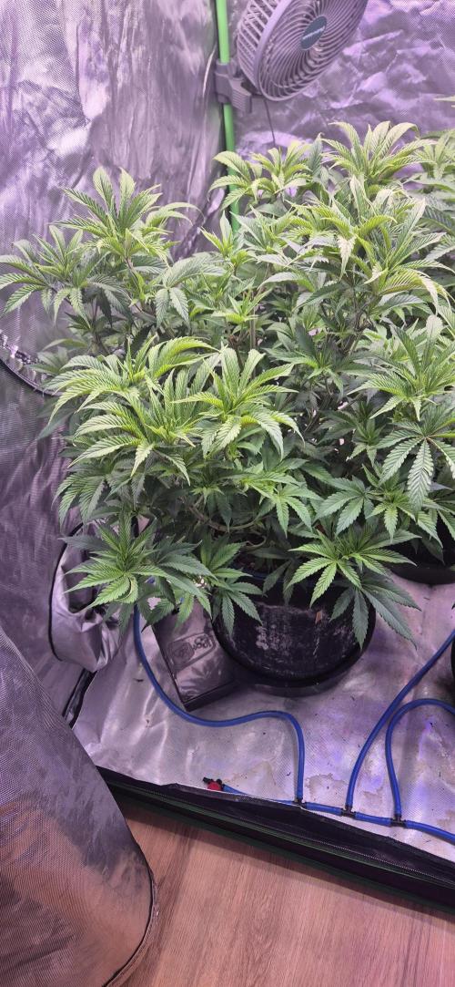 Testbericht. Week 9 - Woche 9