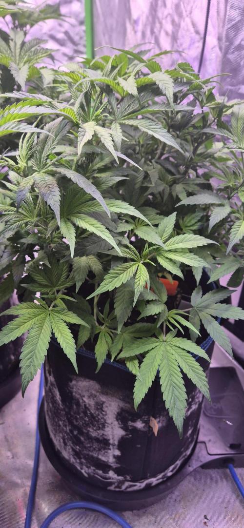 Testbericht. Week 9 - Woche 9