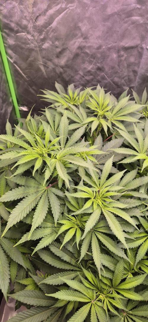 Clementine Slush. Week 1