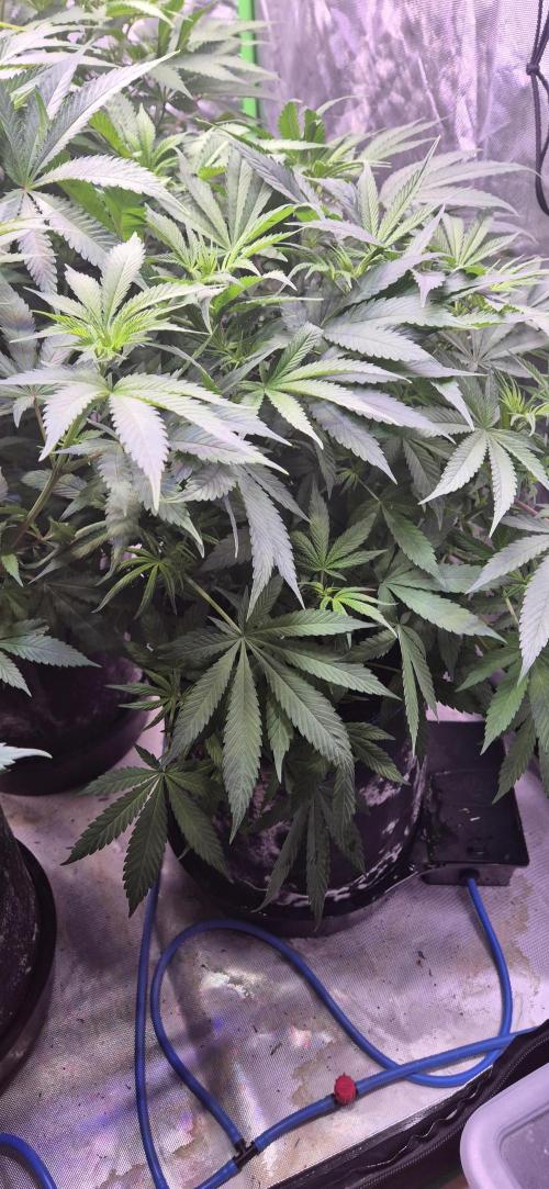 Swiss Dream CBD. Week 1